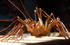 鼬蜓是蚰蜒吗?蚰蜒有毒吗?火山蚰蜒是什么?蚰蜒怎么读?